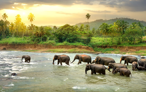 Wild elephant seen on a guided safari in Sri Lanka